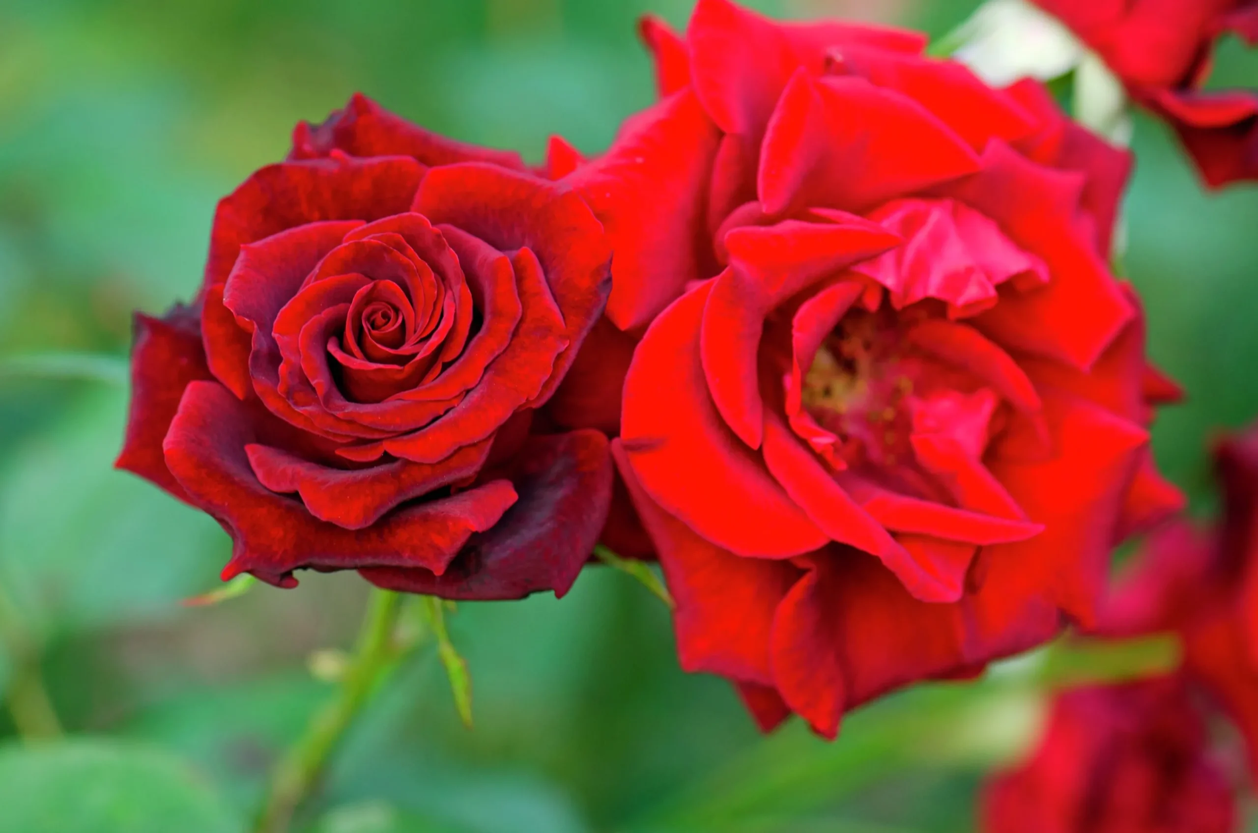 Storblommig Ros 'Barkarole' 'Tanelorak' Barrotad>Omnia garden Outlet