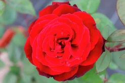 Storblommig Ros 'Barkarole' 'Tanelorak' Barrotad><noscript><img width=