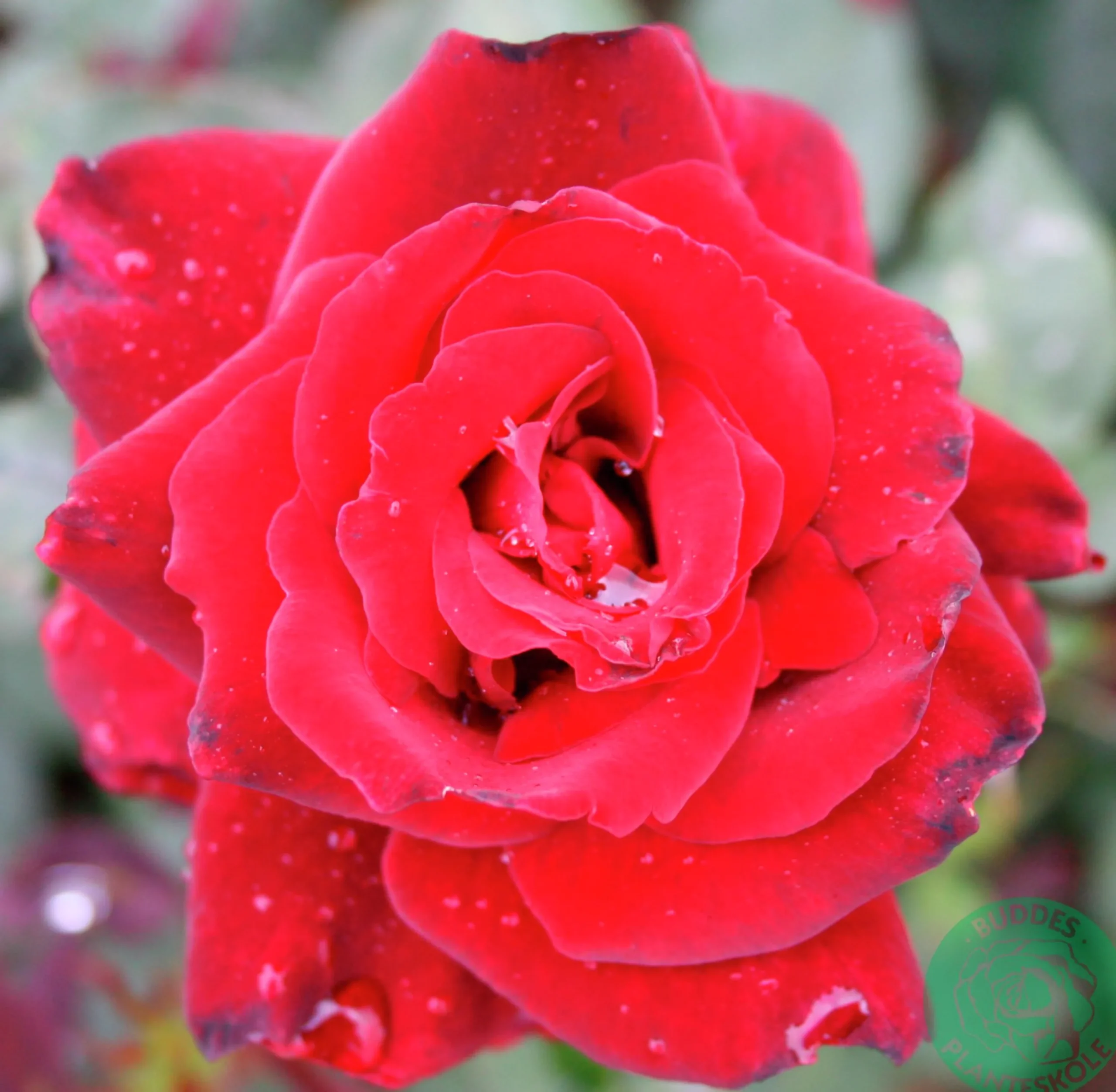 Storblommig Ros 'Barkarole' 'Tanelorak' Barrotad>Omnia garden Outlet