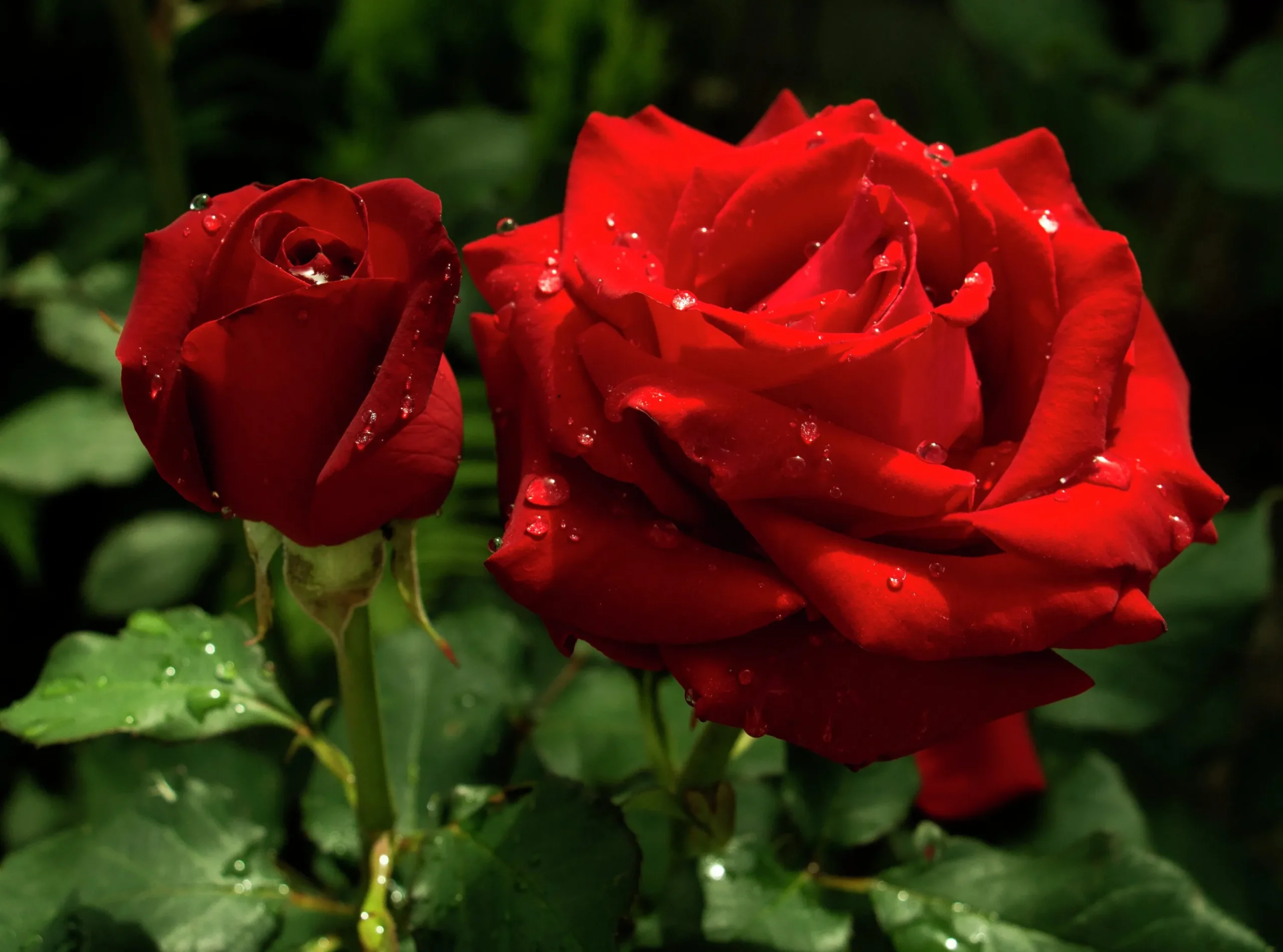 Storblommig Ros 'Barkarole' 'Tanelorak' Barrotad>Omnia garden Outlet