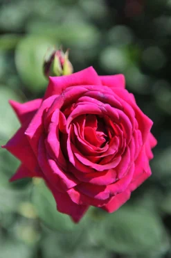 Storblommig Ros 'Big Purple' 'Stebigpu' Barrotad>Omnia garden Outlet