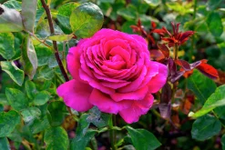 Storblommig Ros 'Big Purple' 'Stebigpu' Barrotad><noscript><img width=