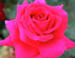 Storblommig Ros 'Big Purple' 'Stebigpu' Barrotad><noscript><img width=