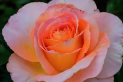 Storblommig ros 'Bitten Clausen syn. Scented Memory' 'Poulht002' Barrotad>Omnia garden Online