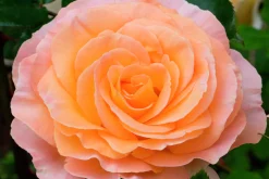Storblommig ros 'Bitten Clausen syn. Scented Memory' 'Poulht002' Barrotad><noscript><img width=