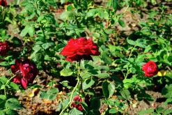 Storblommig Ros 'Burgund 81' 'Korgund 81' Barrotad><noscript><img width=
