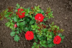 Storblommig Ros 'Burgund 81' 'Korgund 81' Barrotad><noscript><img width=
