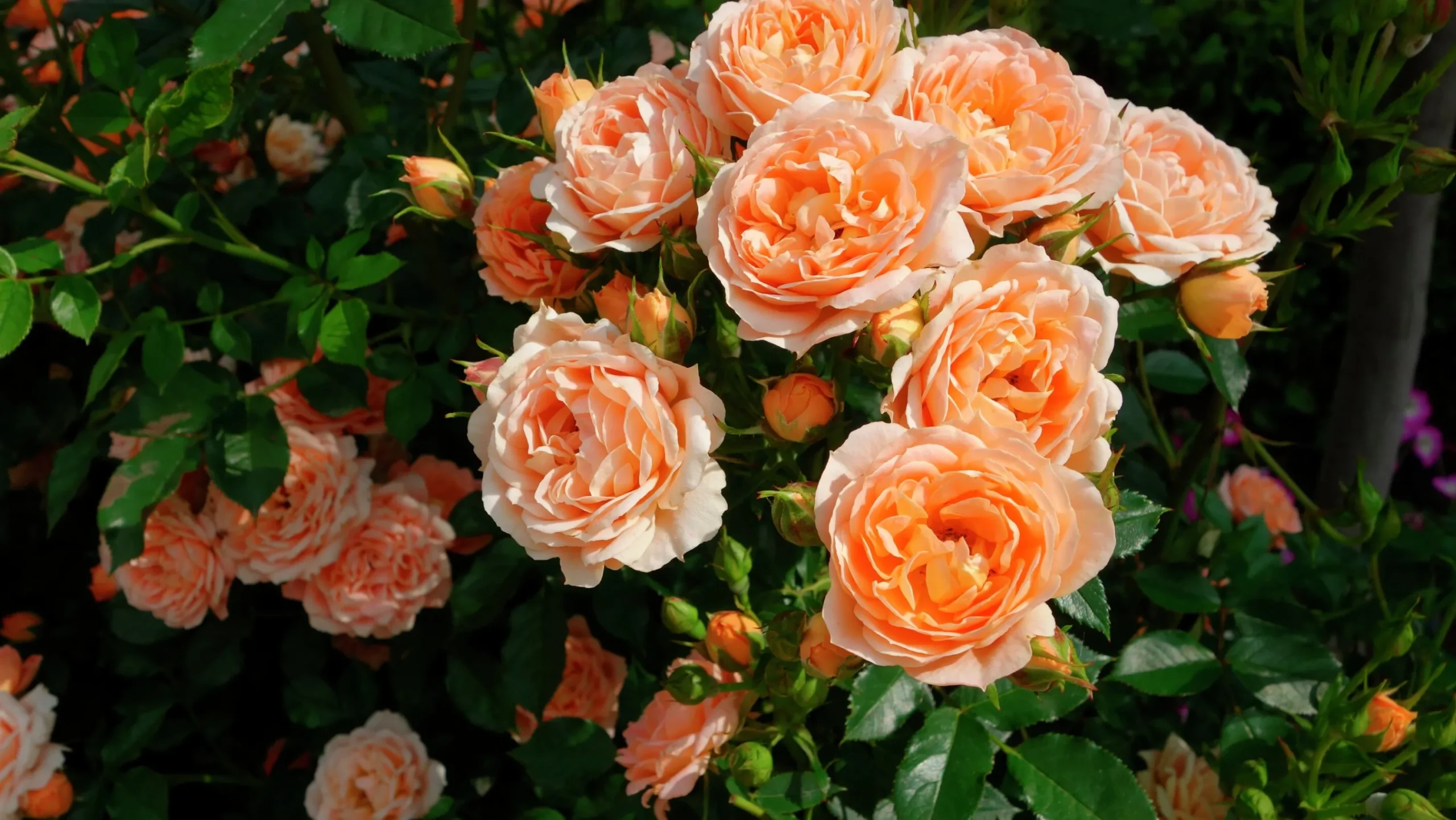 Storblommig Ros 'Carl Nielsen' 'Poulht010' Barrotad>Omnia garden Best