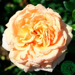 Storblommig Ros 'Carl Nielsen' 'Poulht010' Barrotad>Omnia garden Best