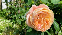 Storblommig Ros 'Carl Nielsen' 'Poulht010' Barrotad><noscript><img width=
