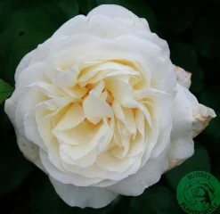 Storblommig ros 'Claus Dalby' 'Poulht009' Barrotad>Omnia garden