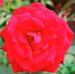 Storblommig Ros 'Erotika' Barrotad><noscript><img width=