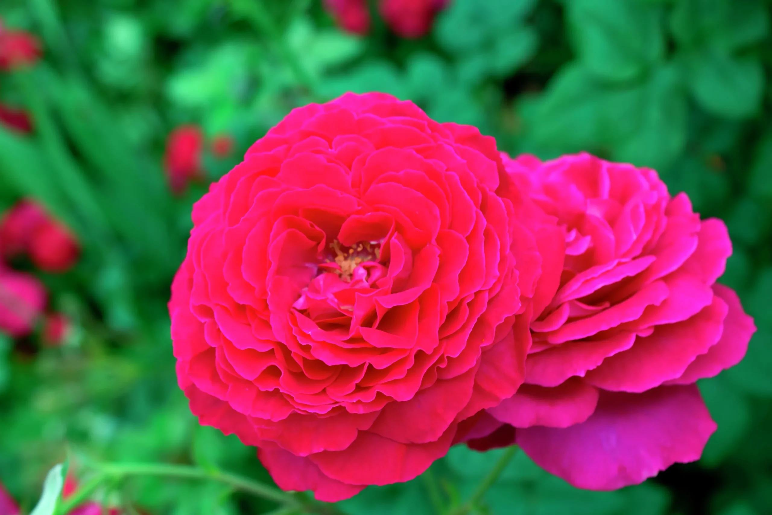 Storblommig Ros 'Johann Wolfgang von Goethe' 'Tan04179' Barrotad>Omnia garden Clearance