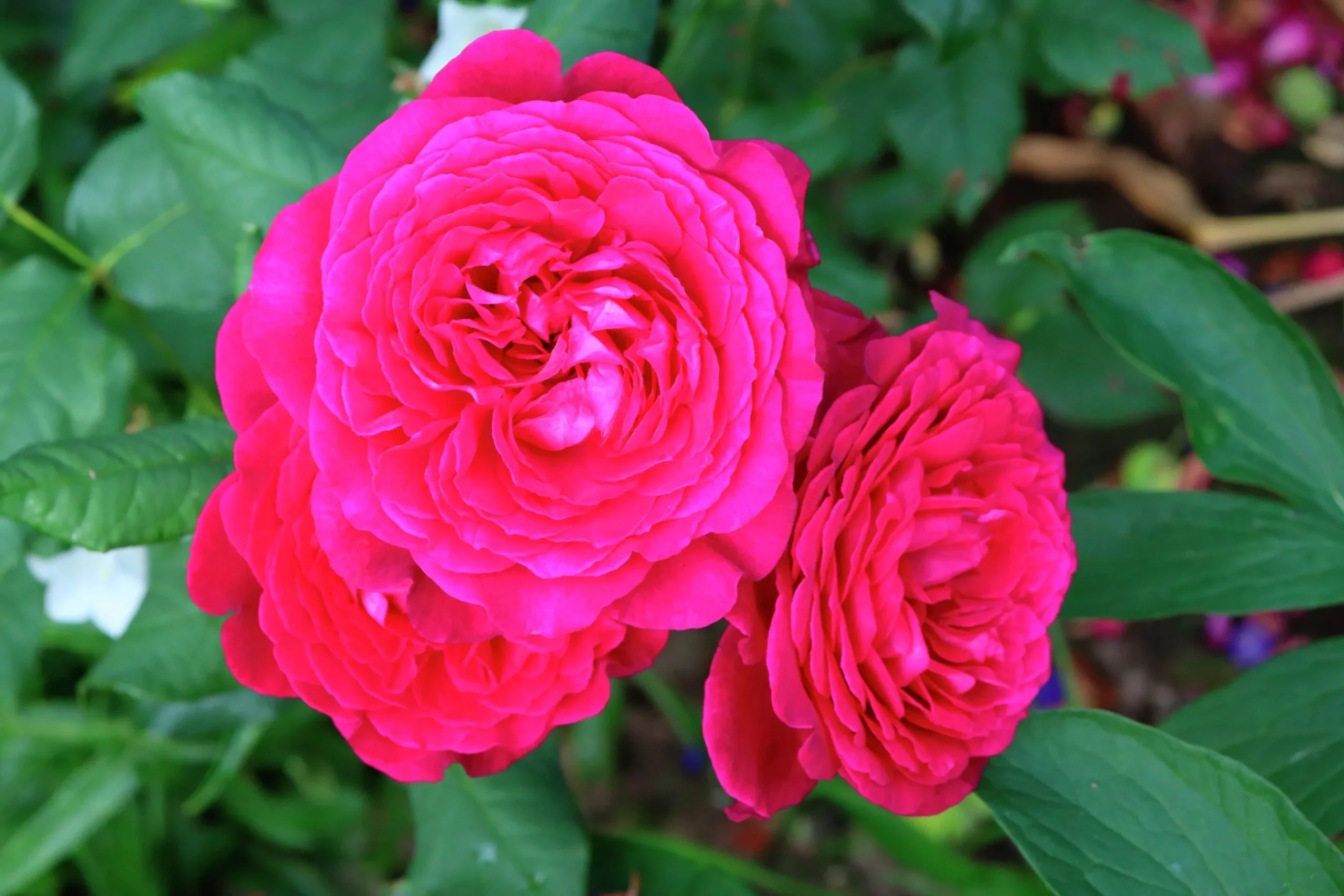 Storblommig Ros 'Johann Wolfgang von Goethe' 'Tan04179' Barrotad>Omnia garden Clearance