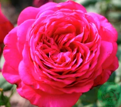 Storblommig Ros 'Johann Wolfgang von Goethe' 'Tan04179' Barrotad><noscript><img width=