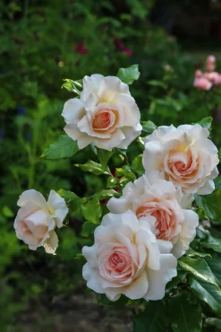Storblommig ros 'Morten Korch' 'Harmisty' Barrotad><noscript><img width=