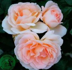 Storblommig ros 'Morten Korch' 'Harmisty' Barrotad><noscript><img width=