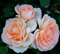 Storblommig ros 'Morten Korch' 'Harmisty' Barrotad><noscript><img width=