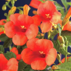 Storblommig trumpetranka 'Mme Galen'>Omnia garden