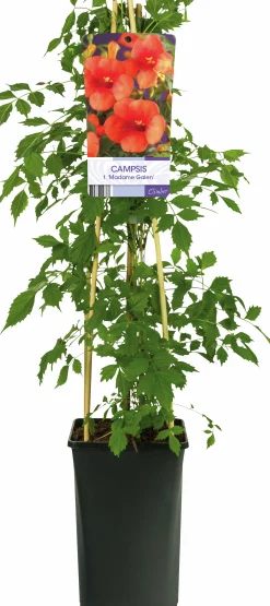 Storblommig trumpetranka 'Mme Galen'>Omnia garden