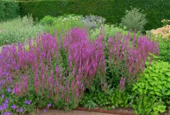 Stäppsalvia 'Amethyst'>Omnia garden Hot