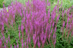 Stäppsalvia 'Amethyst'>Omnia garden Hot
