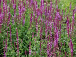 Stäppsalvia 'Amethyst'><noscript><img width=