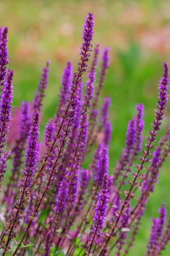 Stäppsalvia 'Amethyst'><noscript><img width=
