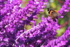 Stäppsalvia 'Amethyst'><noscript><img width=