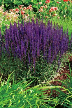 Stäppsalvia 'Caradonna' 2L>Omnia garden New