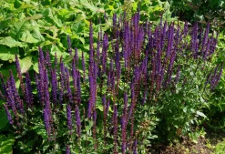 Stäppsalvia 'Mainacht'>Omnia garden Clearance