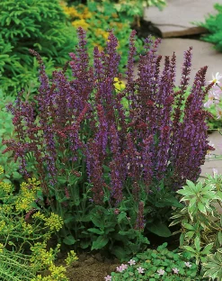 Stäppsalvia 'Ostfriesland' 2L>Omnia garden Best