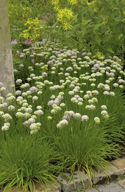 Strandtrift 'Alba'>Omnia garden Sale