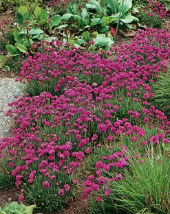 Strandtrift 'Dusseldorfer stolz'>Omnia garden Clearance