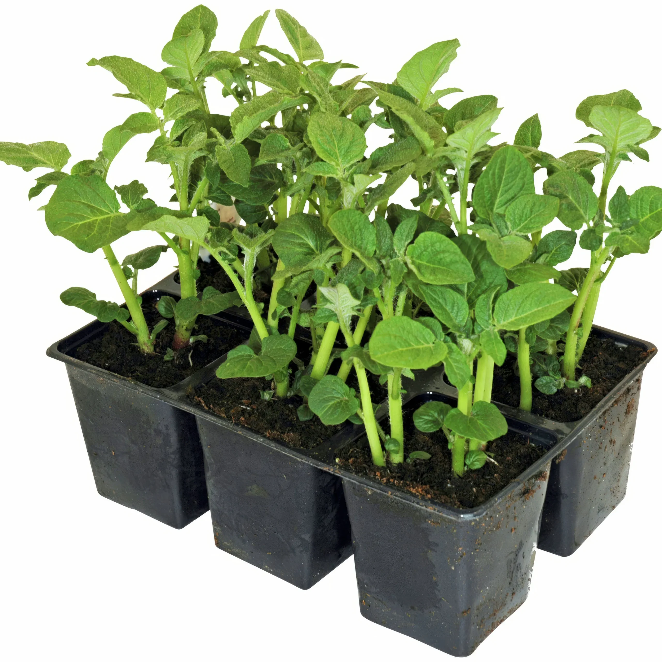 Sättpotatis lat. Solanum tuberosum 6-p>Mäster Grön Online