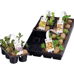 Sättpotatis lat. Solanum tuberosum 6-p>Mäster Grön Online