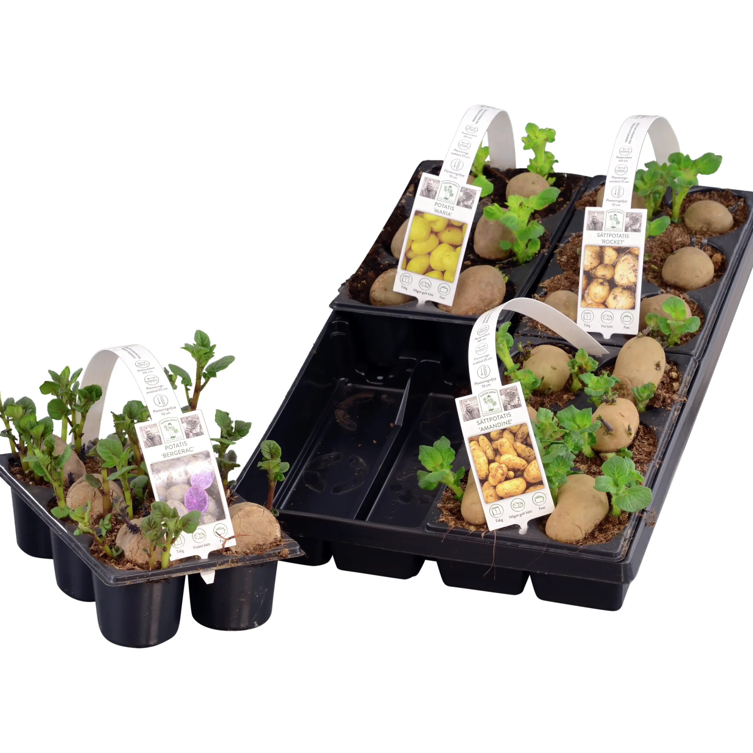 Sättpotatis lat. Solanum tuberosum 6-p>Mäster Grön Online