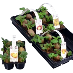 Sättpotatis lat. Solanum tuberosum 6-p><noscript><img width=