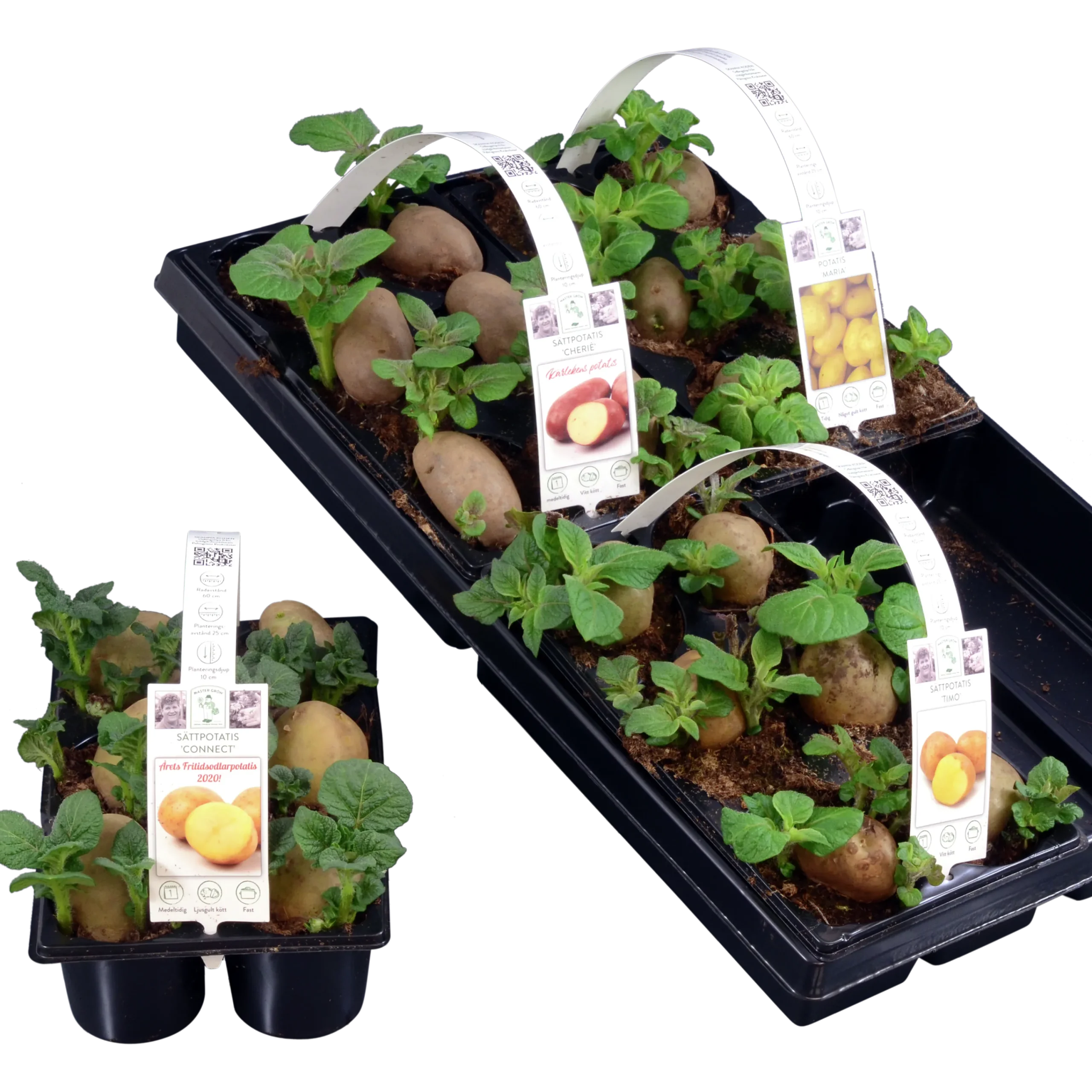 Sättpotatis lat. Solanum tuberosum 6-p>Mäster Grön Online