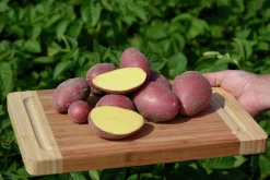 Sättpotatis Alouette Eko Höst 500g>LPM Sale