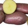 Sättpotatis Asterix Höst 3kg>LPM Outlet