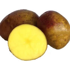 Sättpotatis Carolus Eko Höst>LPM Sale