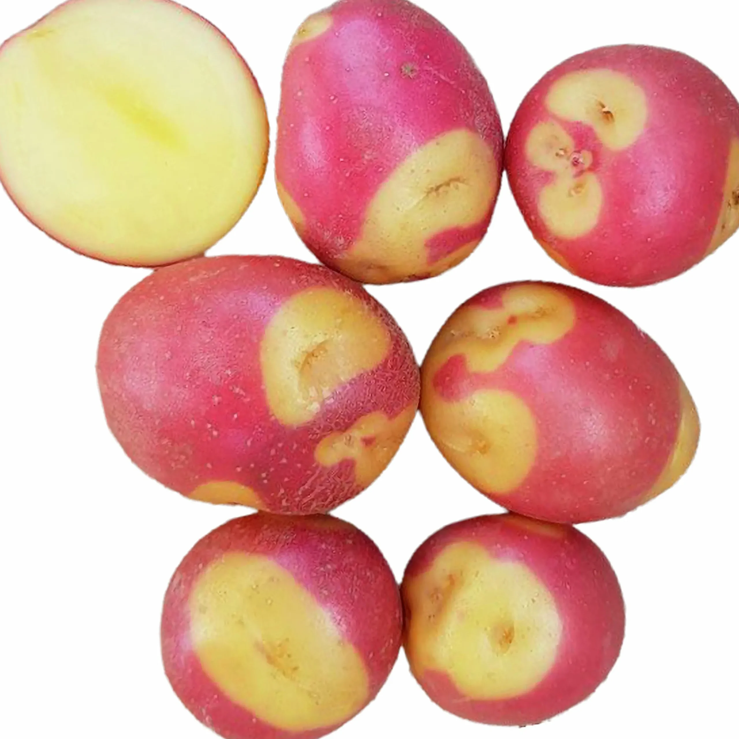 Sättpotatis Celebration Sommar 1kg>LPM New