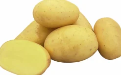 Sättpotatis Melody Höst 3kg>LPM Clearance