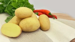 Sättpotatis Melody Höst 3kg><noscript><img width=