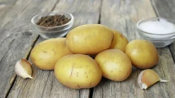 Sättpotatis Mikado Vår>LPM Discount