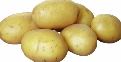Sättpotatis Mikado Vår>LPM Discount