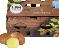 Sättpotatis Odla Hemma Trädgård 2,5kg>LPM Sale