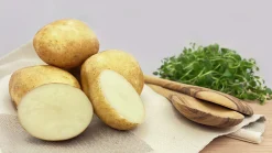 Sättpotatis Rocket Vår 3kg>LPM