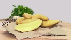 Sättpotatis Sparris Asperges Höst 500g>LPM Clearance